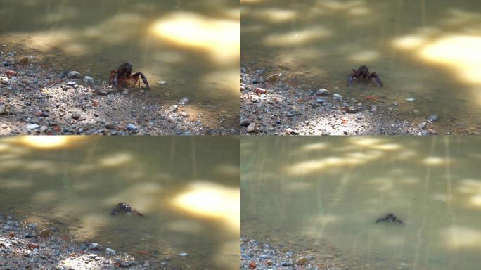 小龙虾爬回水中