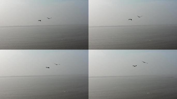 鄱阳湖航拍候鸟00000222