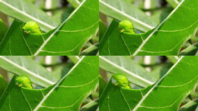 绿色毛虫吃腺嘌呤叶