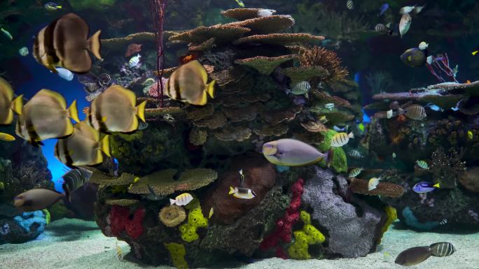 不同种类的水下热带鱼。