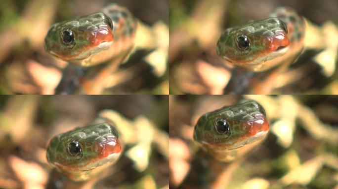蛇伸出舌头视频素材