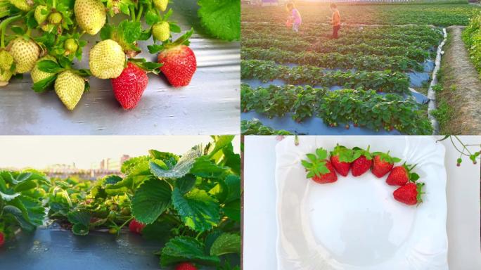 小女孩摘草莓草莓种植地