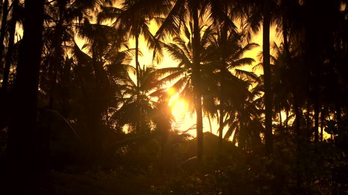 高高的椰子树黄昏夕阳唯美树影