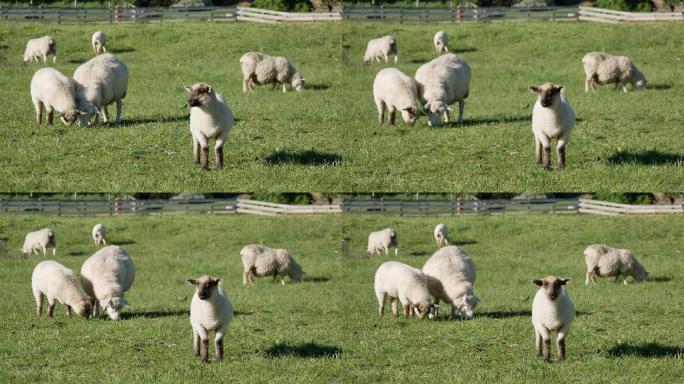 一只小羊静静地站着，羊在绿地上吃草