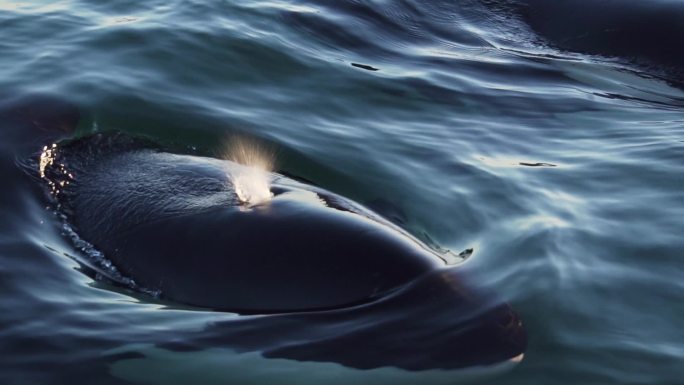 虎鲸喷水的慢动作海底世界美人鱼三亚潜水深