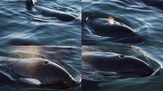 虎鲸喷水的慢动作海底世界美人鱼三亚潜水深