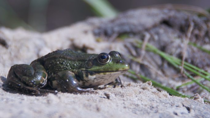 绿青蛙坐在河边的岸边