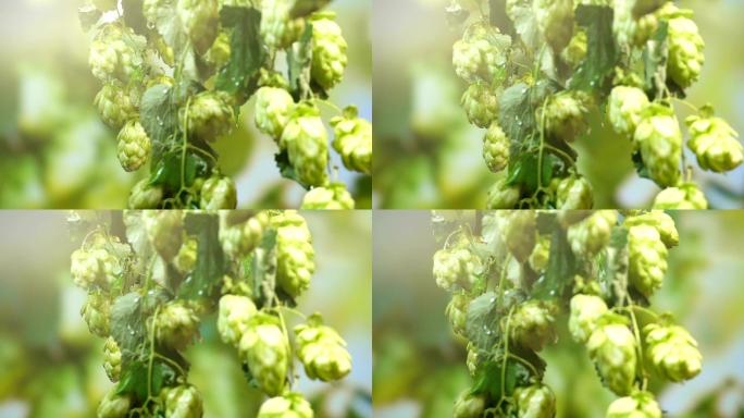 雨天种植园里的花枝