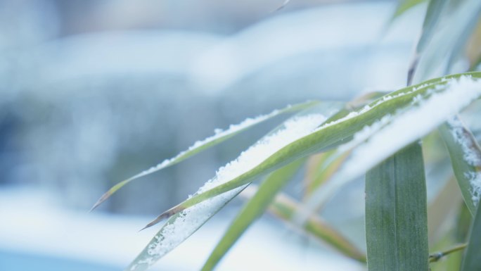 风雪中雪中竹子雪竹文人骨气雪景唯美人文