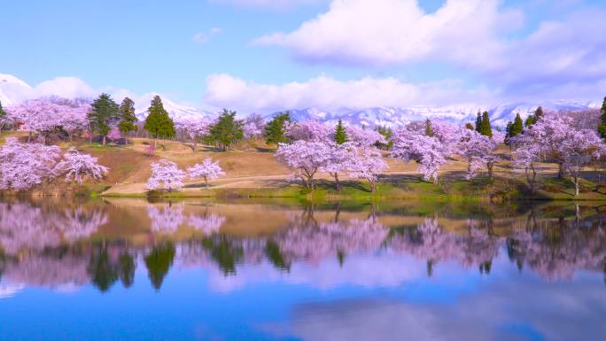 盛开的樱花和远处的雪山