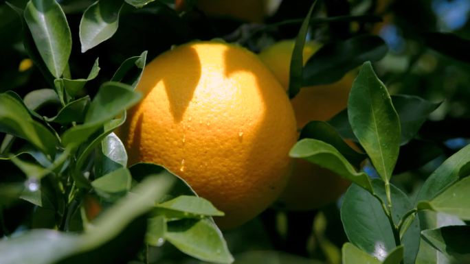 脐橙果园