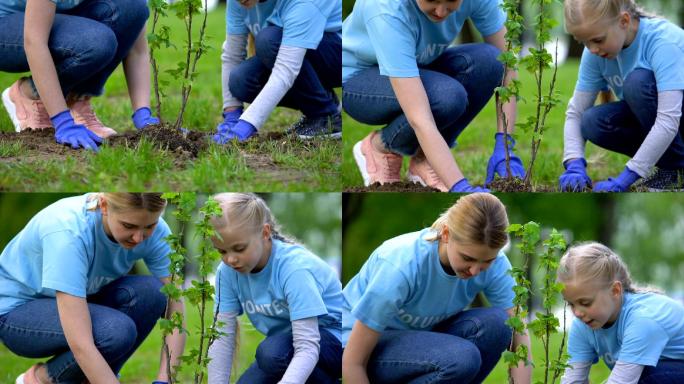 志愿者和女儿植树埋土种树外国人