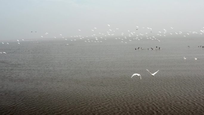 鄱阳湖航拍候鸟00001854