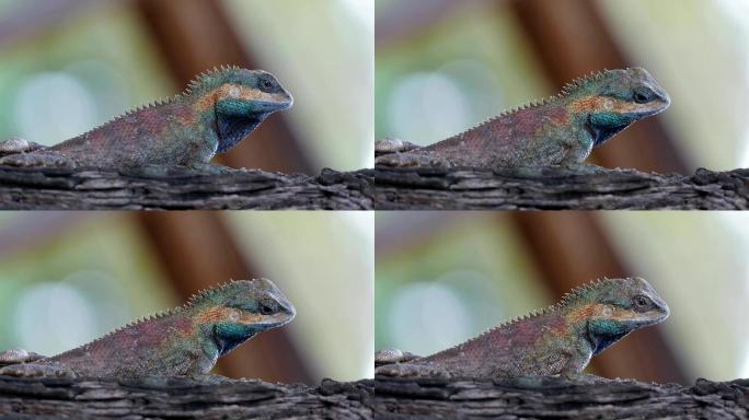 蜥蜴改变皮肤的颜色。