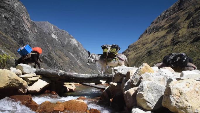 长途跋涉中的牲畜山区大山货物物流运输动物