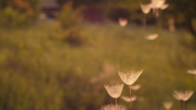 空气中的蒲公英种子