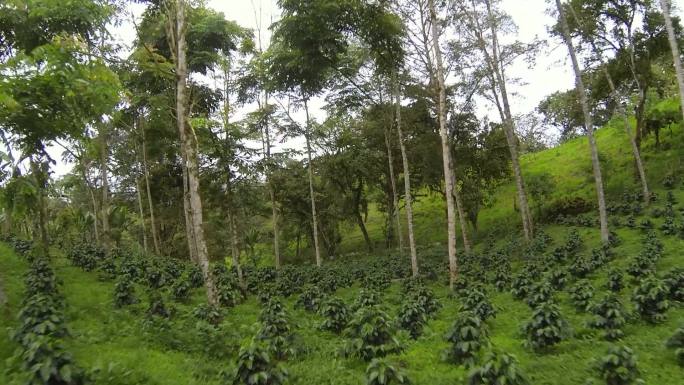 荫蔽生长的有机咖啡种植园