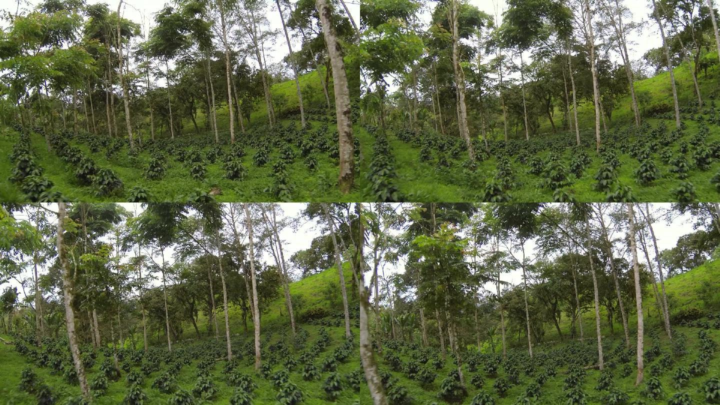 荫蔽生长的有机咖啡种植园