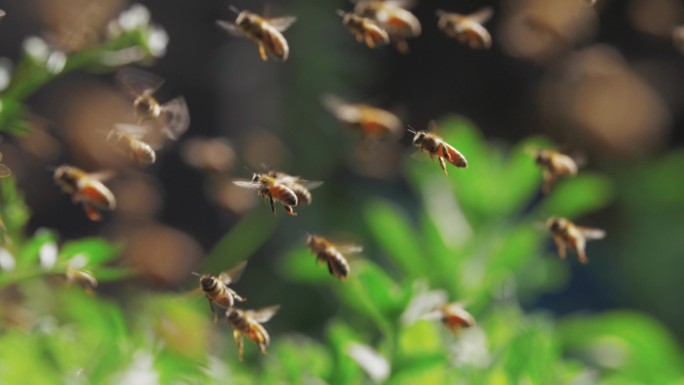 蜜蜂群的特写镜头蜜蜂采蜜工蜂蜂群