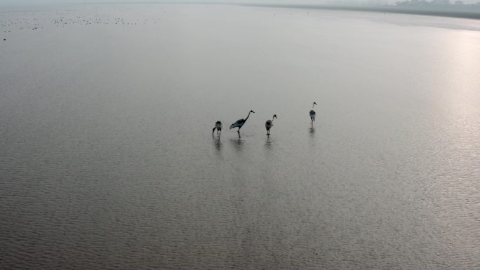 鄱阳湖航拍候鸟00000066