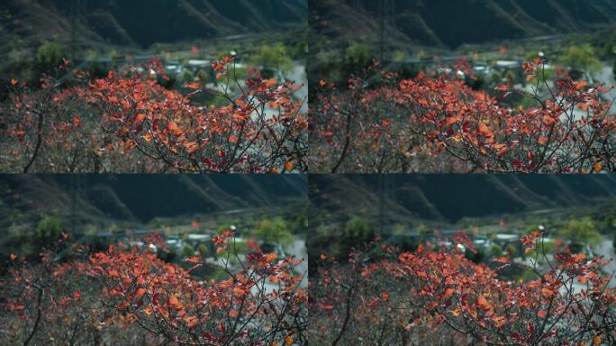乡村山上的红叶