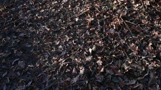 森林地面上的棕色干树叶