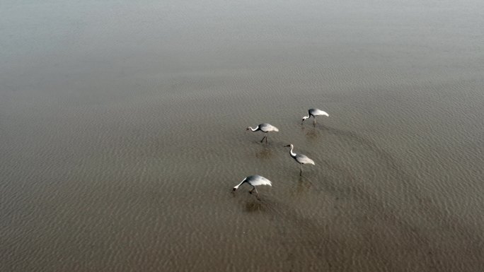 鄱阳湖航拍候鸟00000000