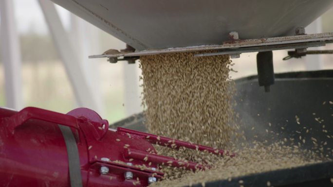 澳大利亚农民用机器装粮食