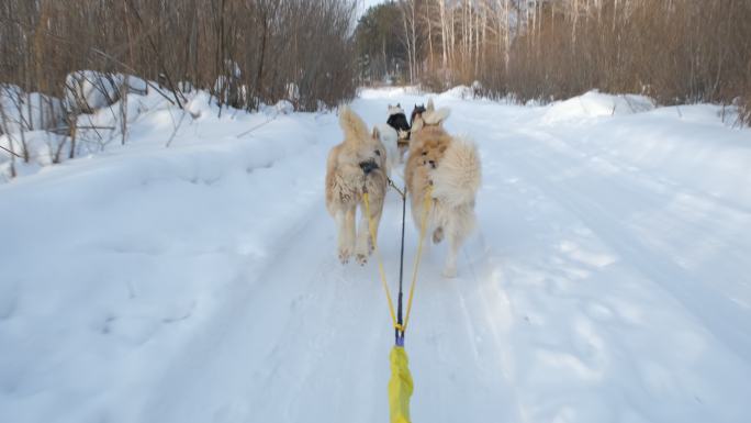 西伯利亚哈士奇狗拉雪橇