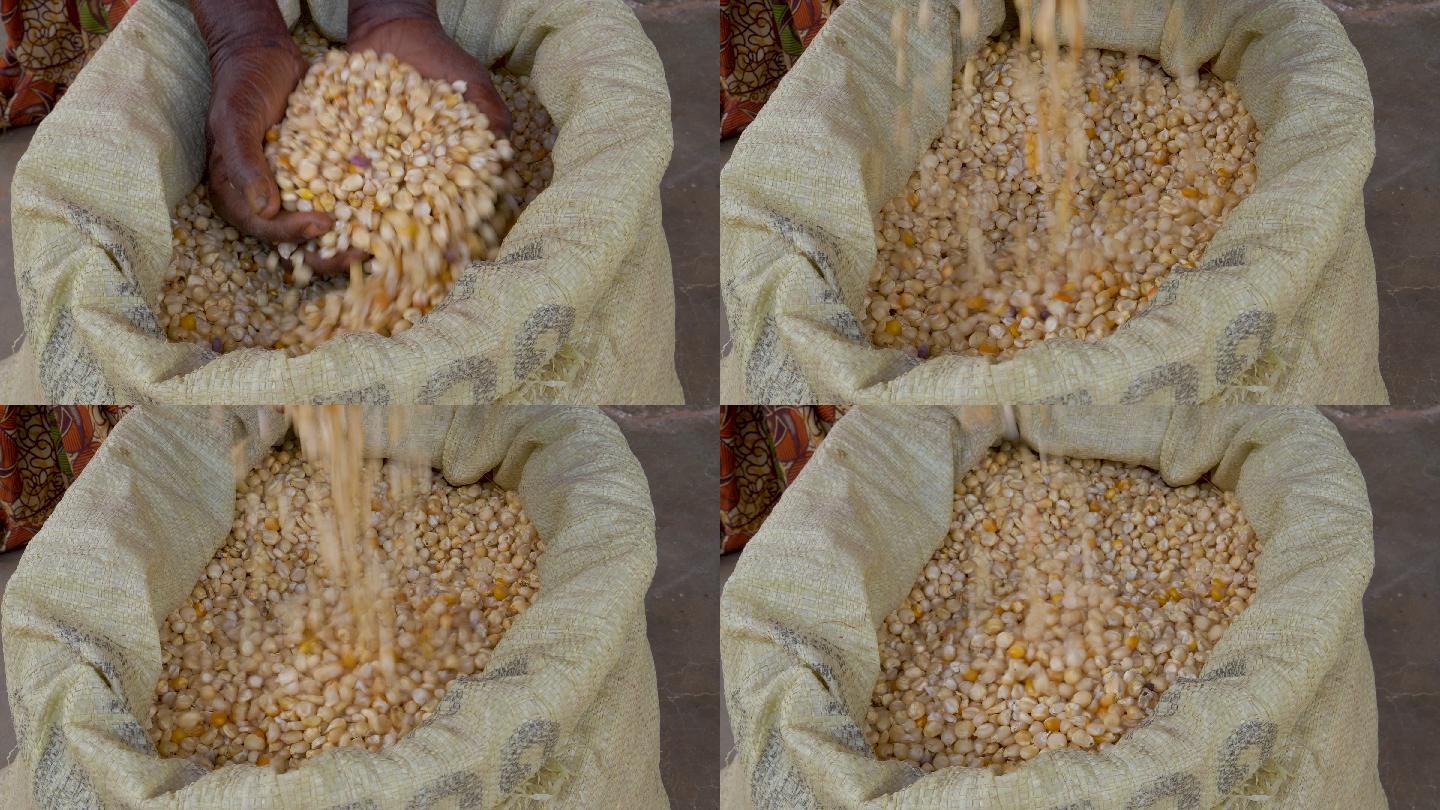 一位女士从谷物袋中洒下玉米粒的特写镜头