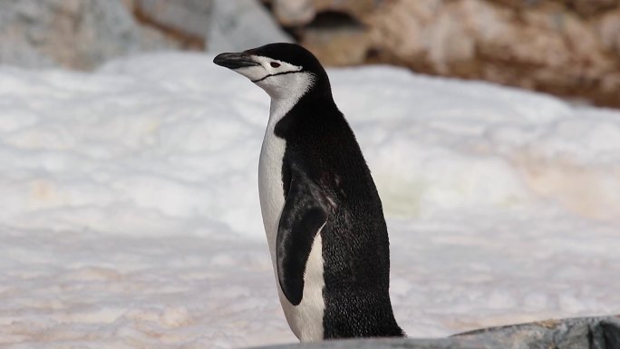 南极的帽带企鹅呆萌可爱观赏企鹅特写