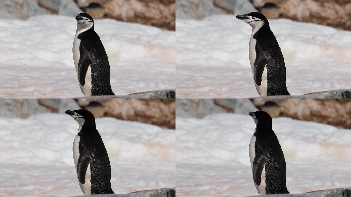 南极的帽带企鹅呆萌可爱观赏企鹅特写