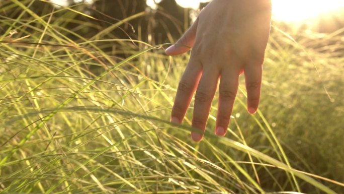 在阳光下触摸草地手指指尖
