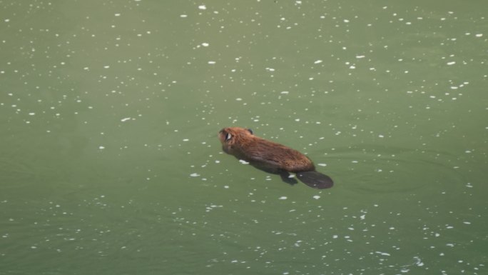 一只海狸在黄石公园游泳