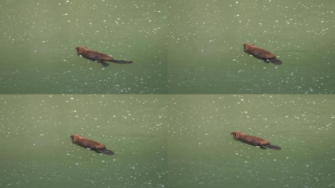 一只海狸在黄石公园游泳