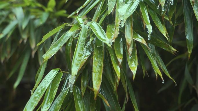 冰雪融化水滴滑落竹叶雨滴天气变暖已经素材