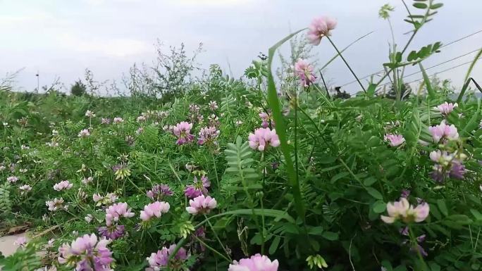 乡村路边随风吹动的野花