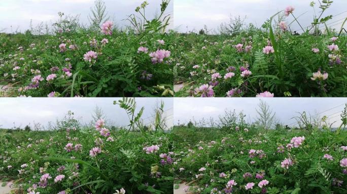 乡村路边随风吹动的野花