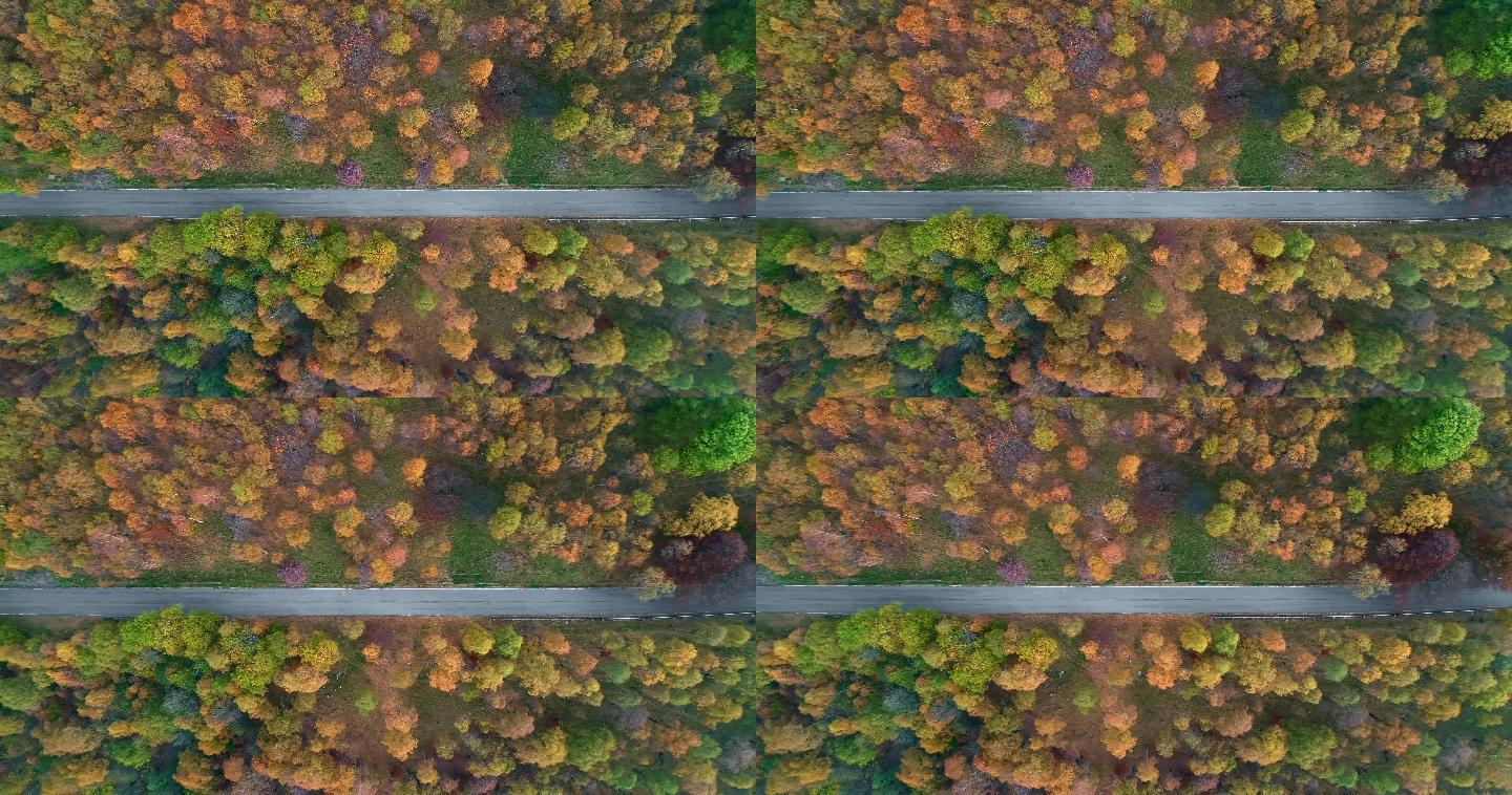 俯瞰彩色乡村秋林中的道路