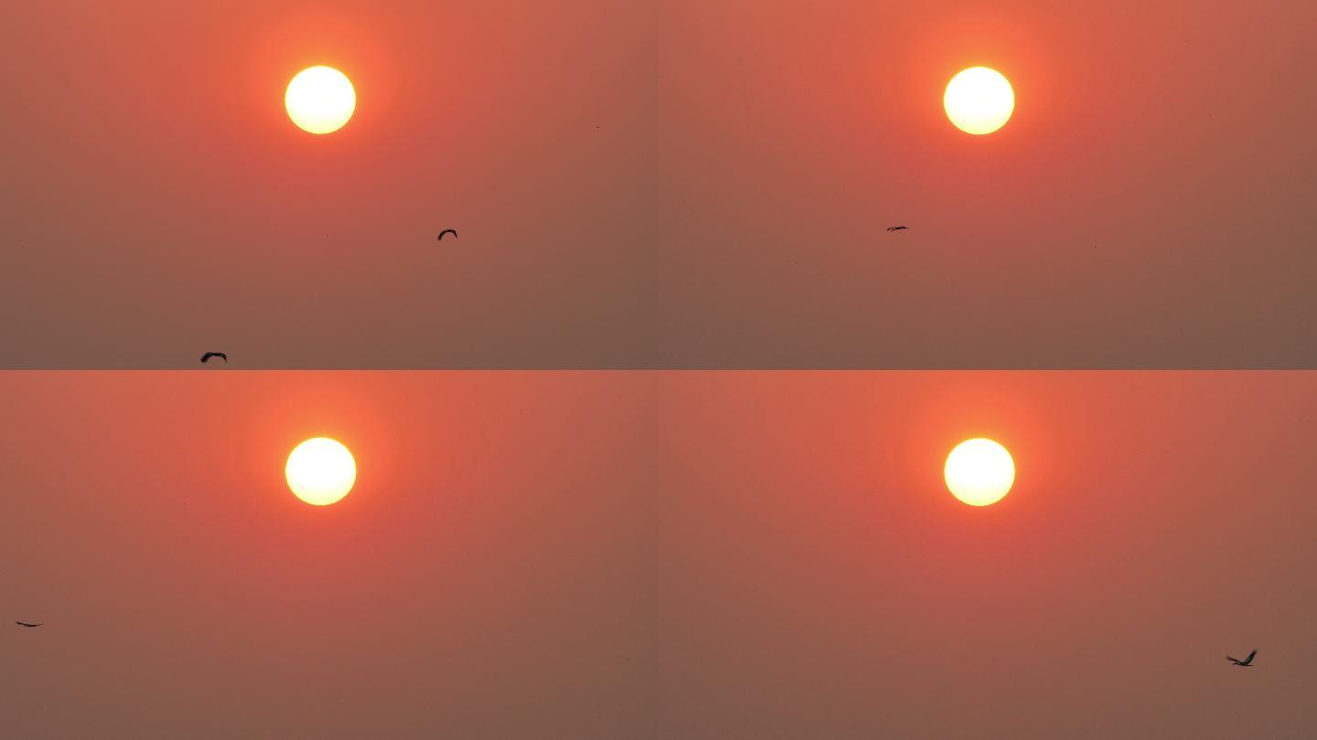 夕阳和天空中飞翔的鹳鸟。