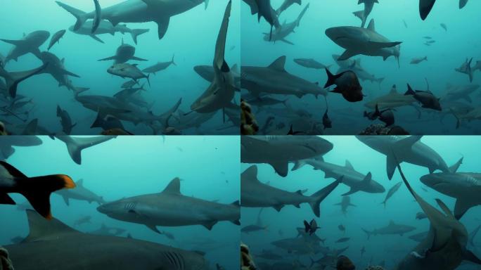 太平洋下面的一群鲨鱼。
