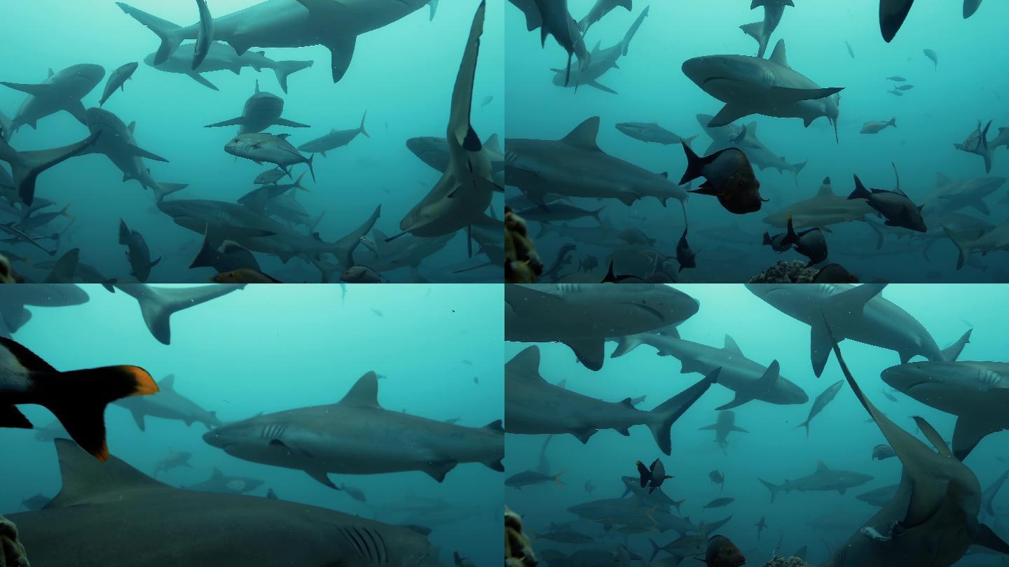 太平洋下面的一群鲨鱼。