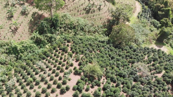 哥斯达黎加咖啡种植园鸟瞰图