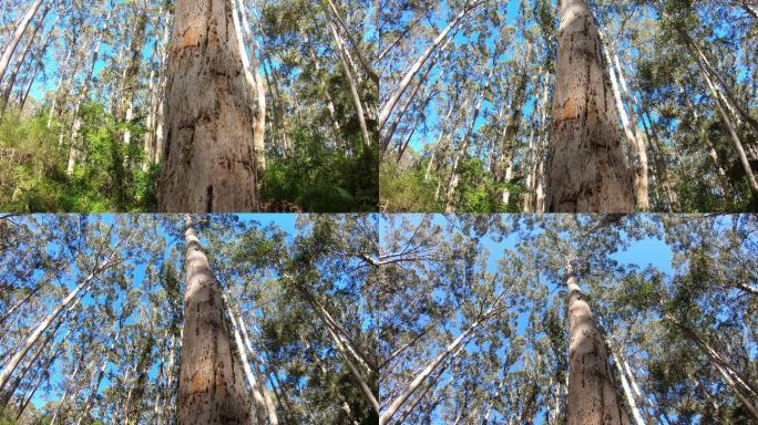 澳大利亚西南部的卡里森林。