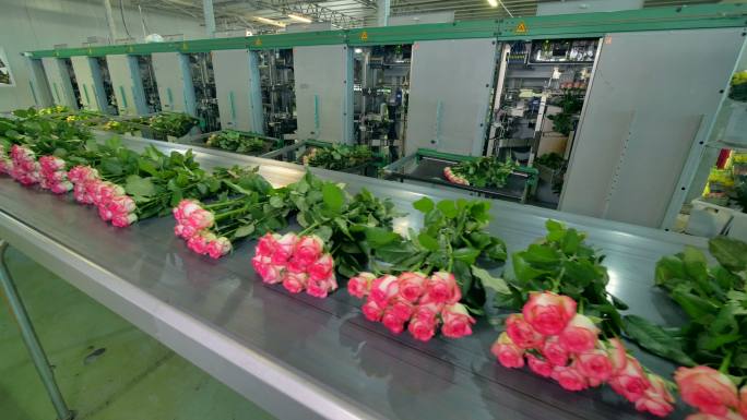花卉加工设备花卉产业鲜花交易玫瑰自动化分