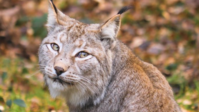 山猫特写野生野外动物园猫科