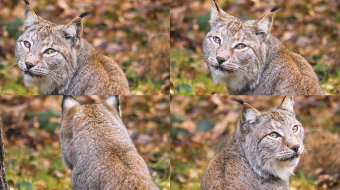 山猫特写野生野外动物园猫科