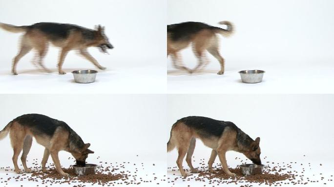 狗走过碗边停下来吃东西