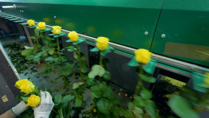 工厂工人将黄玫瑰手工安装到平地机上