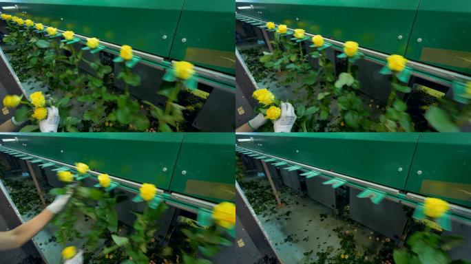 工厂工人将黄玫瑰手工安装到平地机上